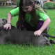 Illustration for article titled Therapy Pit Bull Helps Girl Get Ready for Fourth Grade at Sandy Hook